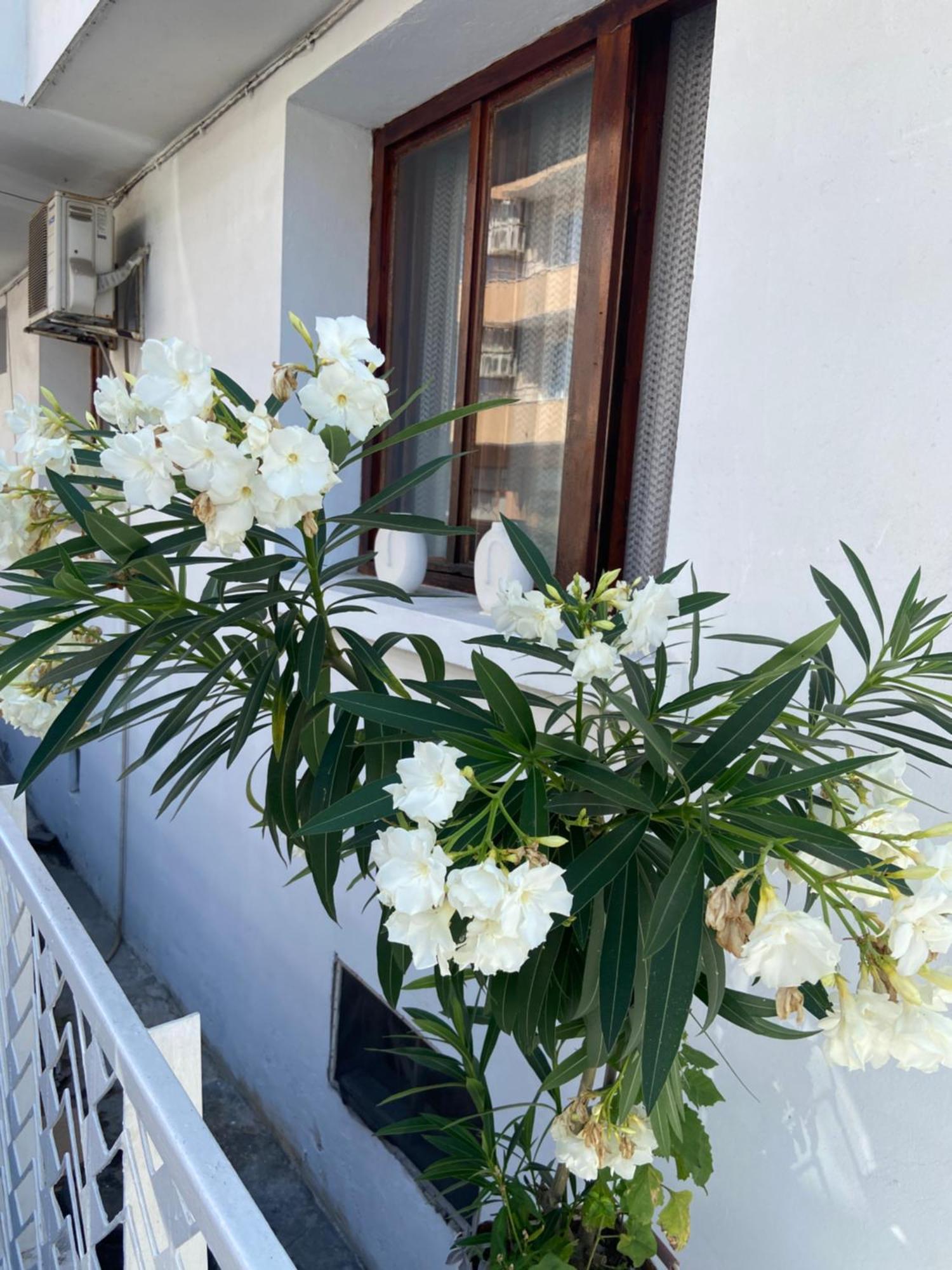 Guest House Hei Taka 索佐波尔 外观 照片